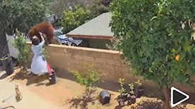 הנערה דוחפת דובה, צילום: צילום מסך יוטיוב